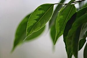 Les plantes qui assainissent l’intérieur : une nature utile à portée de main